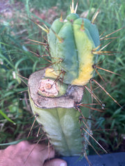💎👑💎🌶️ MJC01  — Jumbo Graft with Fat Pup (Rootstock is Hammer)