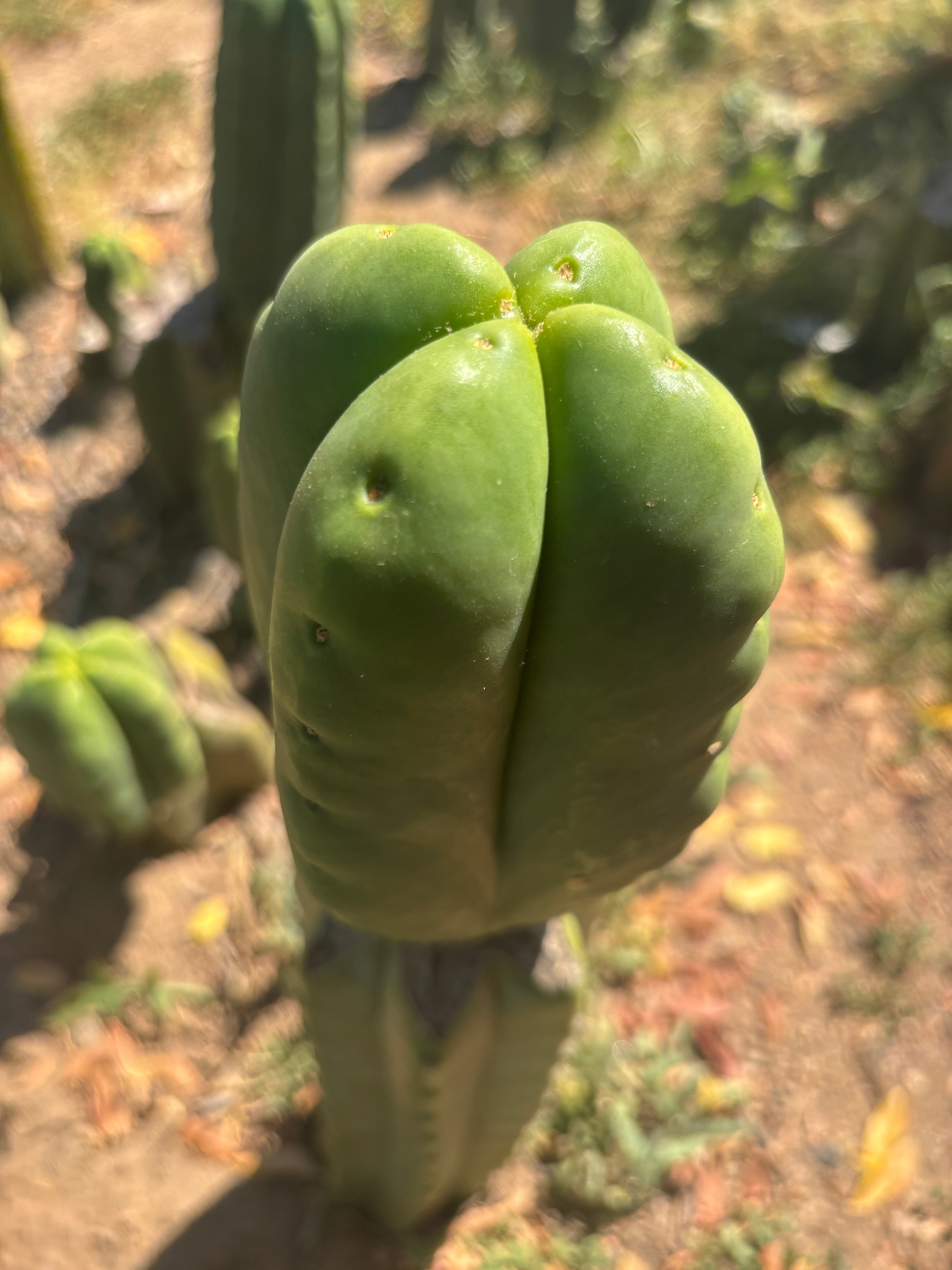 💎👑🌶️ Ferah — Fourwang Chub Muffin