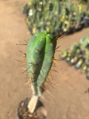 👑🌶️🌶️ Dulzura — Rooted 18”