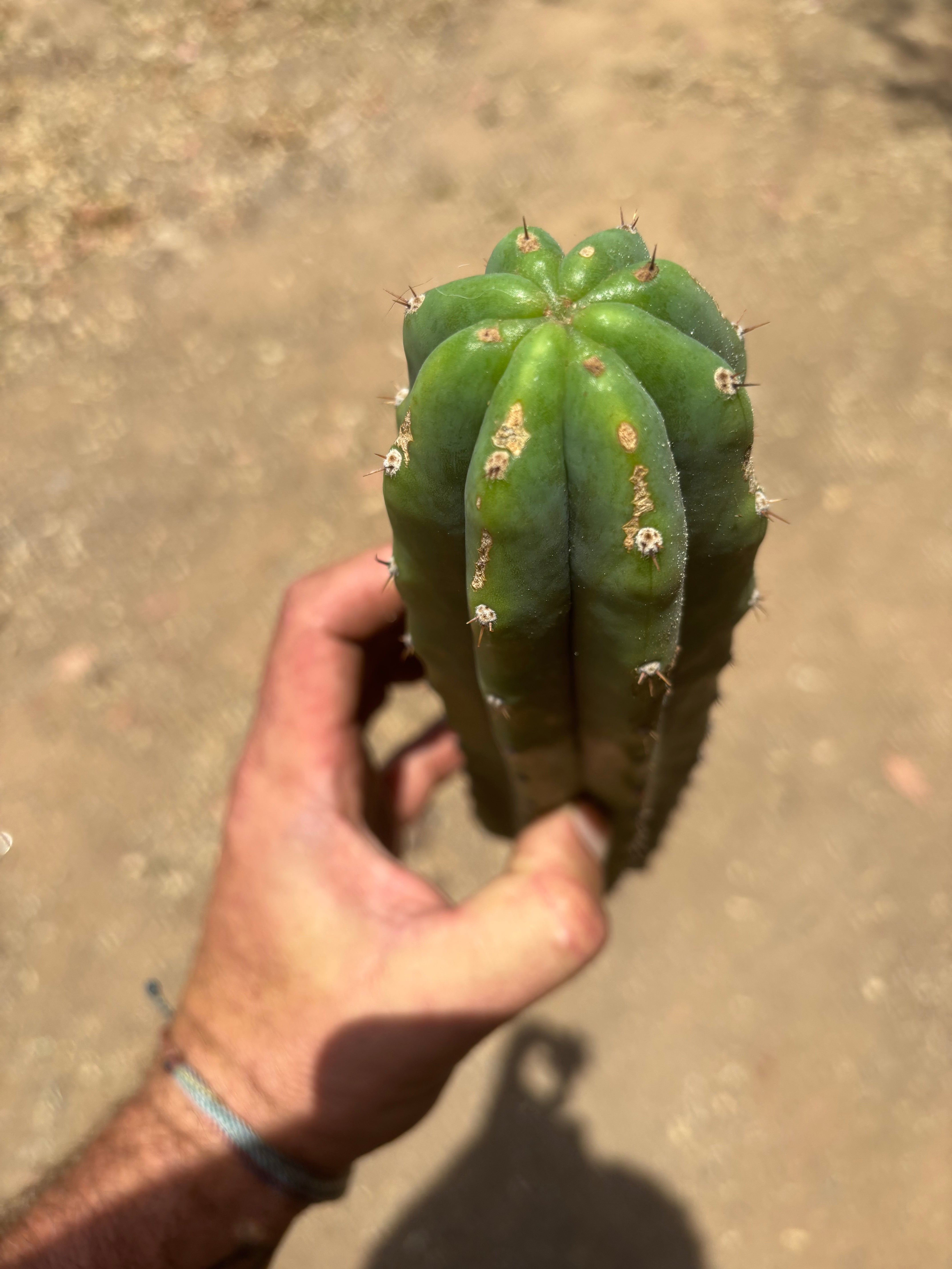👑🌶️🌶️ Landfill — 11” Tip