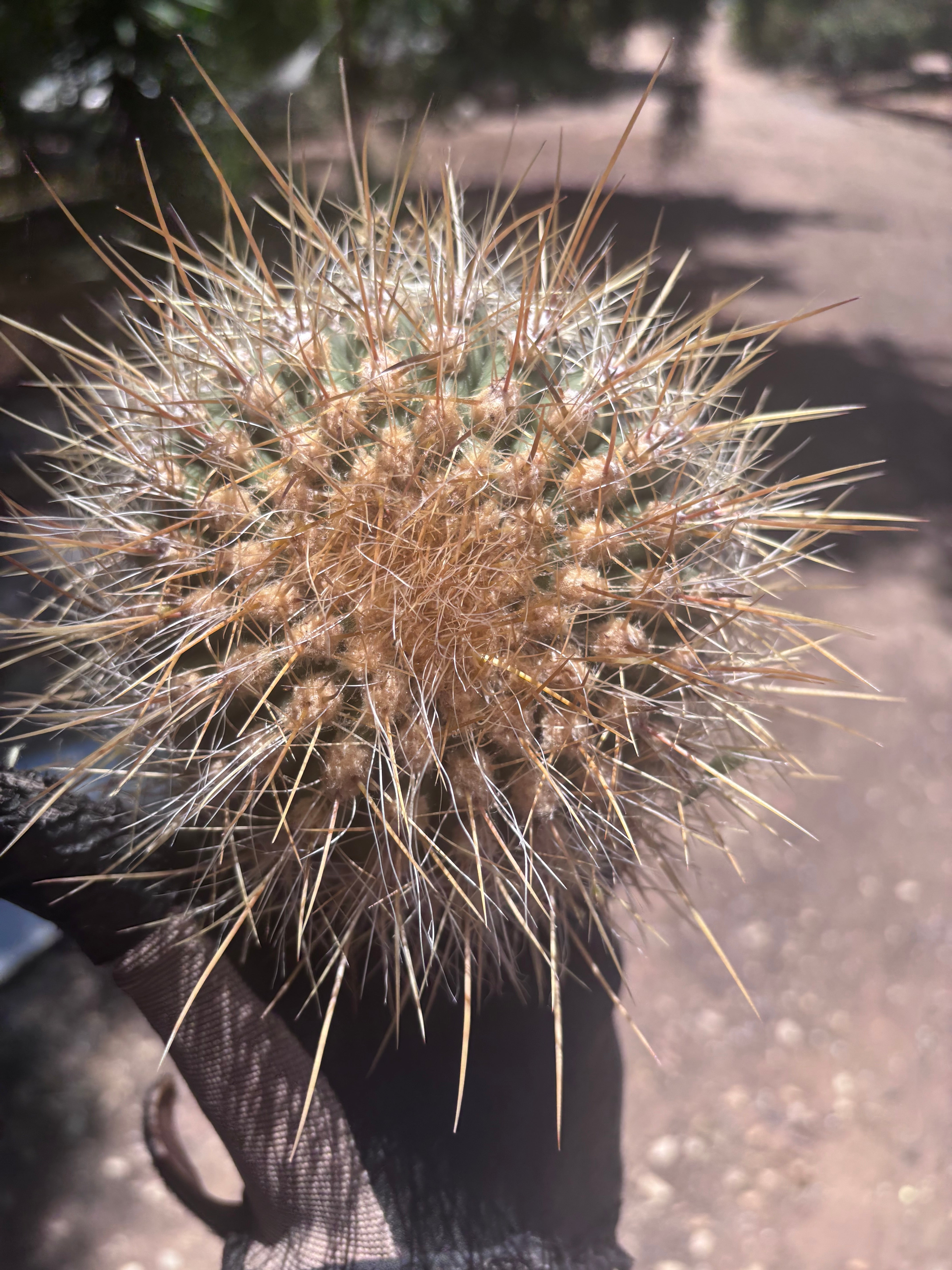 💎 T. Atacamensis — Small Pup