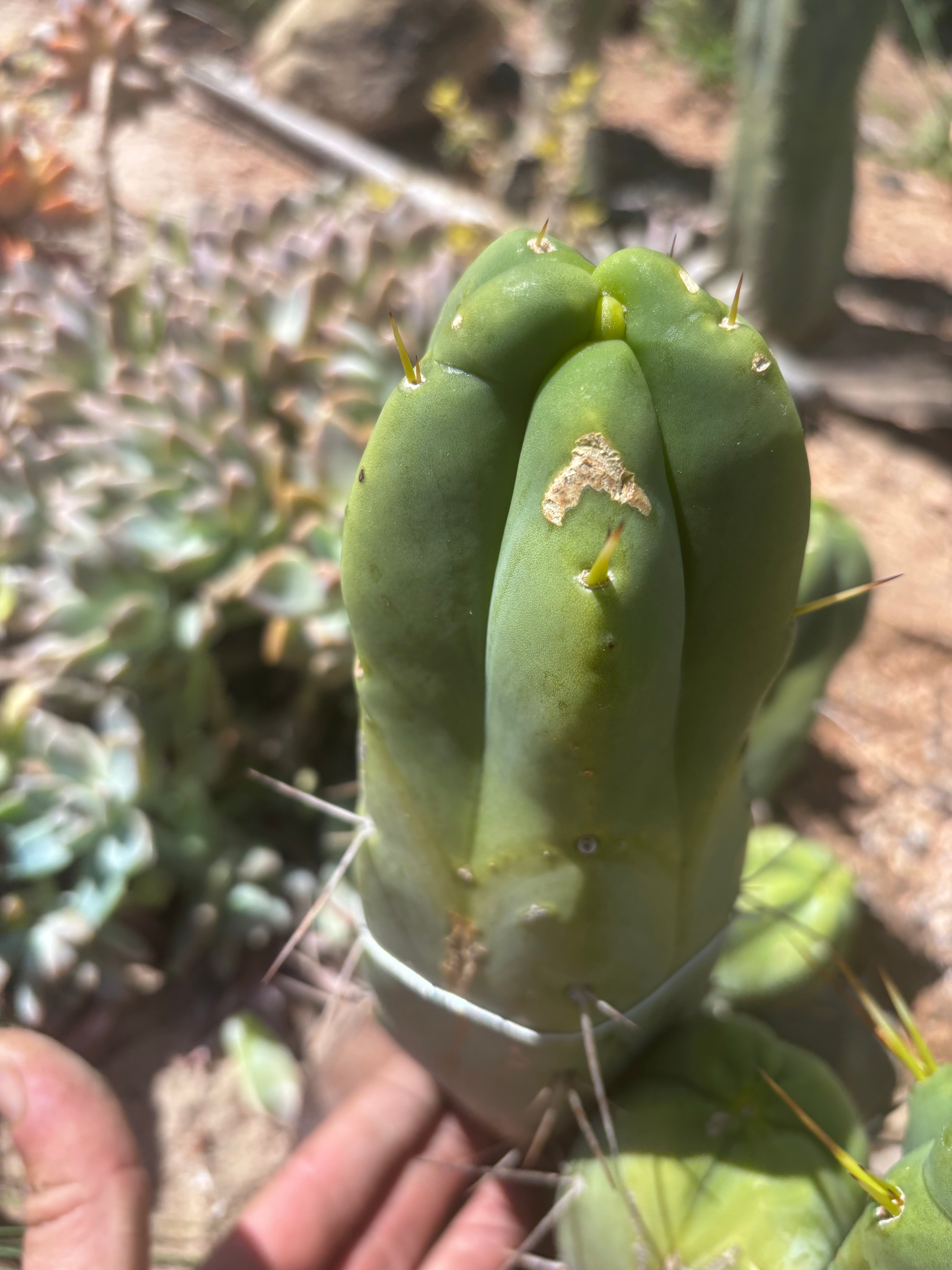 👑💎🌶️ Caballero — 9” Pup