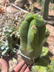 👑💎🌶️ Caballero — 9” Pup
