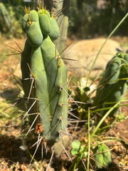 👑🌶️🌶️ Dulzura Wax — 8” Pup