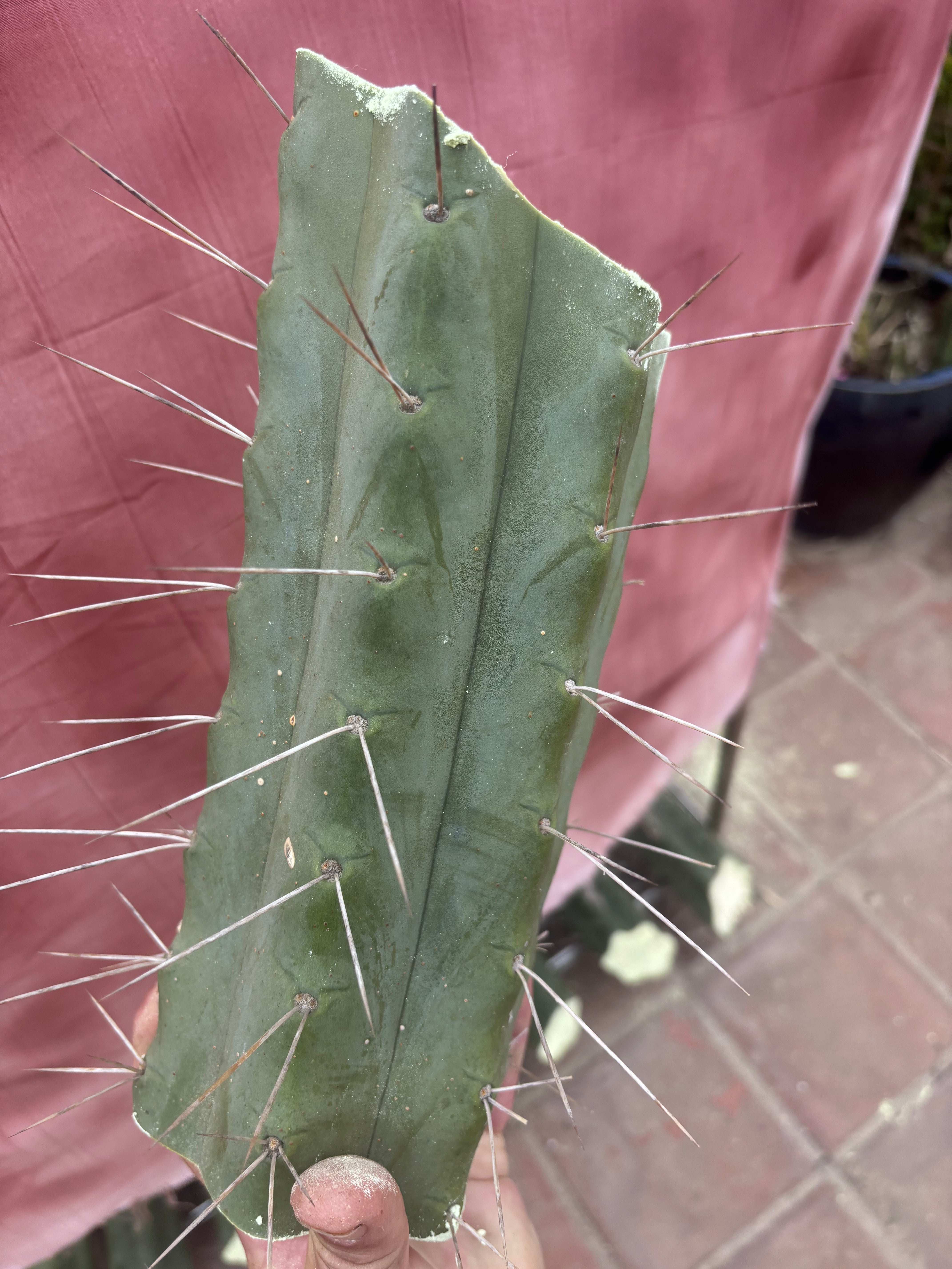 👑🌶️🌶️ Eileen — 10” Mega Mids (3)