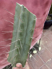 👑🌶️🌶️ Eileen — 10” Mega Mids (3)