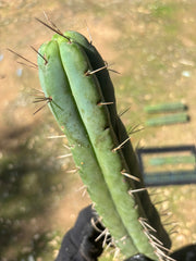 🌶️ Restocked —Baker x Helen  — 12” Tips