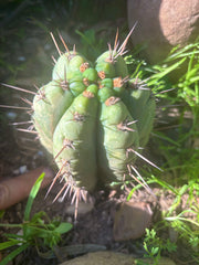 💎👑💎 Papa Smurf — Fully Rooted Grenade