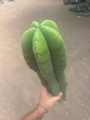 💎👑🌶️  Zulk —  Massive XXXL 32” Column