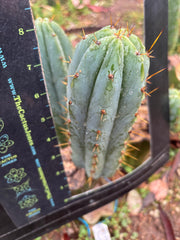 🌶️ Lumberjuuls — Fat 8” Pups