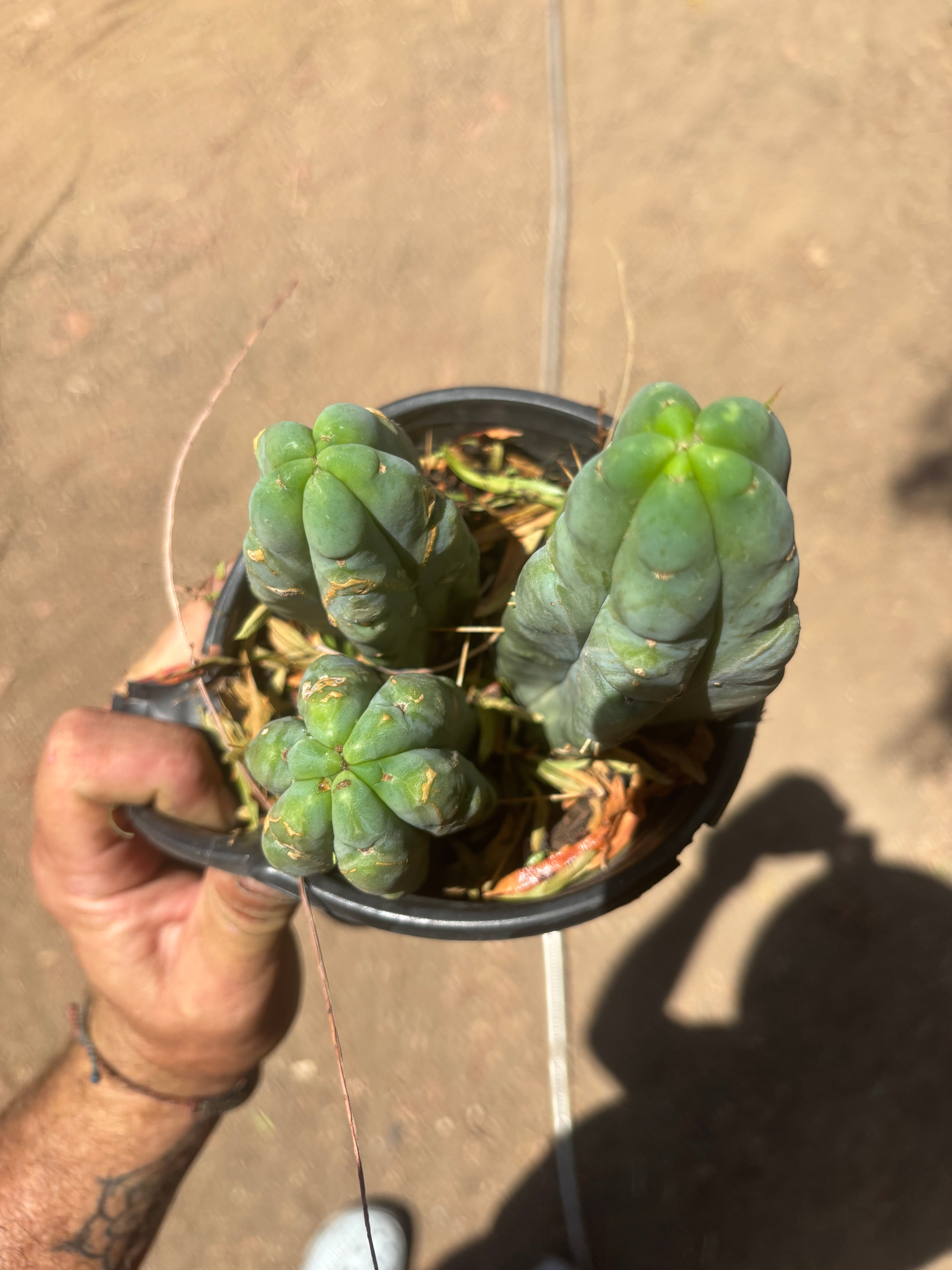 👑🌶️ BBB — Lot of 3 Rooted Tips