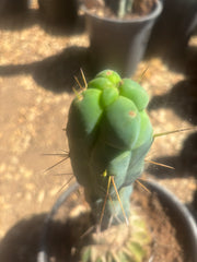 💎👑🌶️ Monster De Cota Cota — 8” Tip