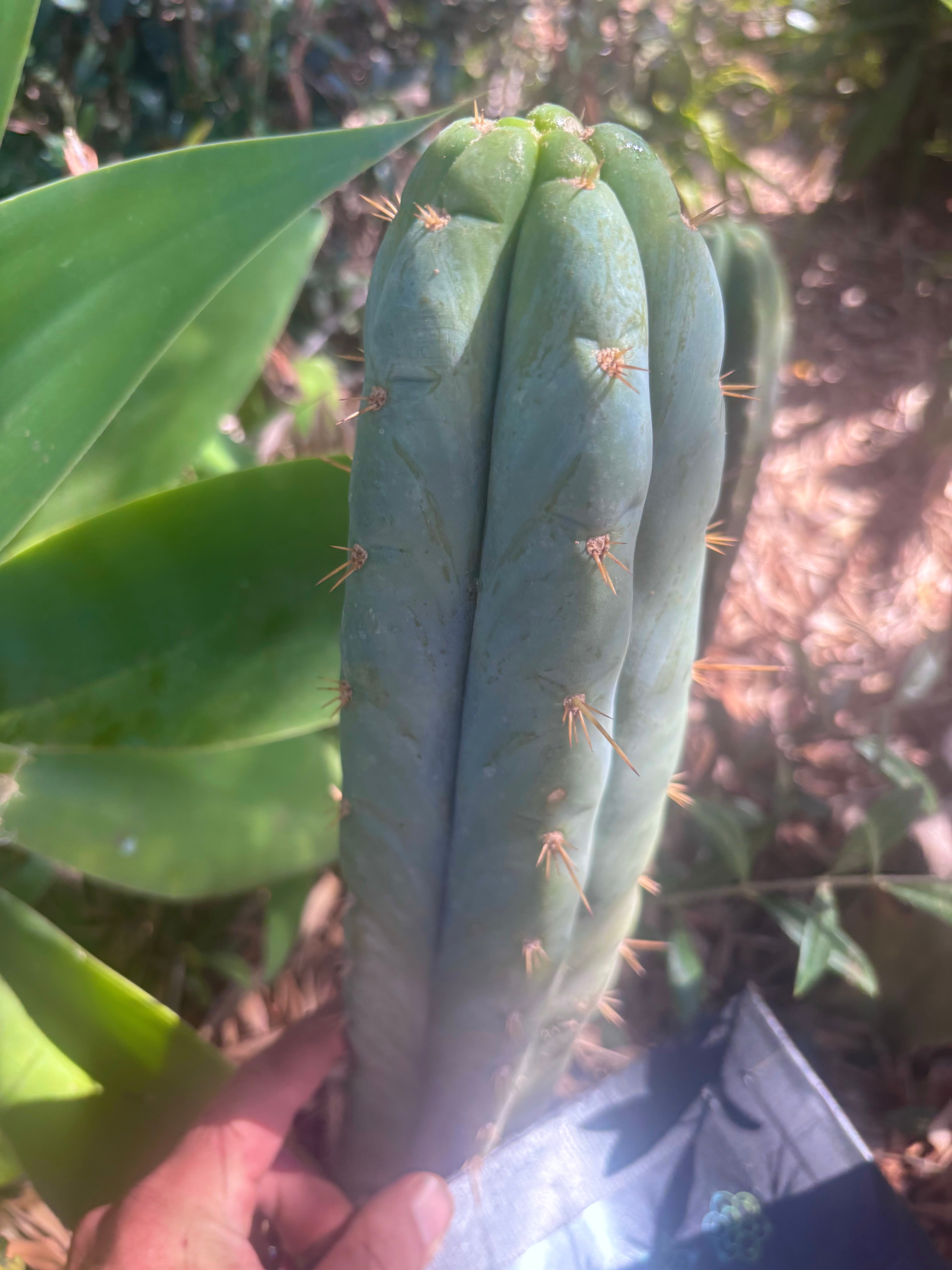 👑 Lotusland Huanu —  Frosty 12” Tip