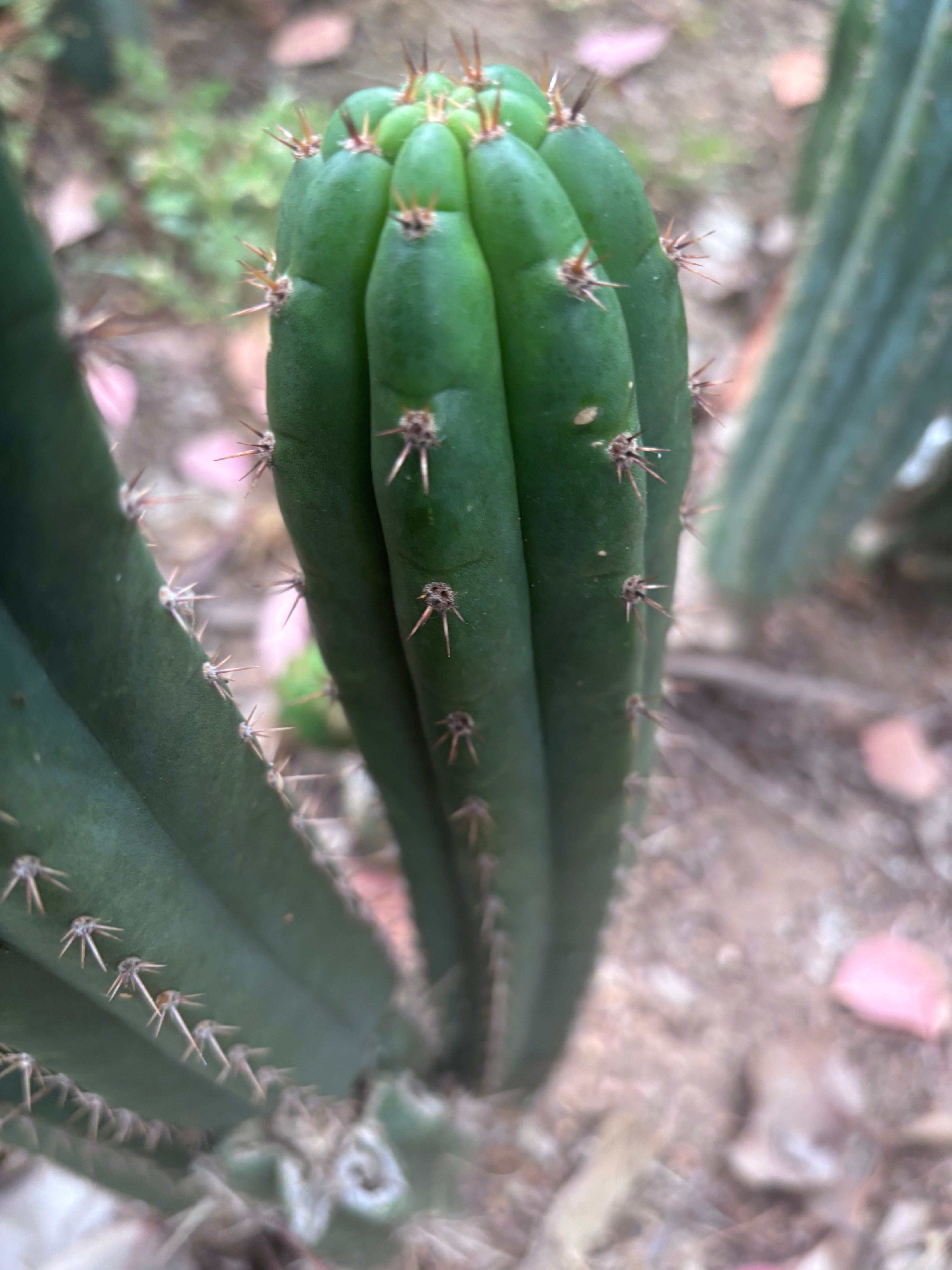 💎👑🌶️ Torres & Torres — 13.5” Pup