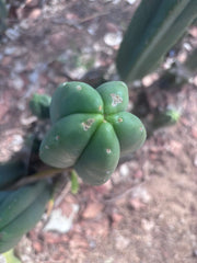 👑🌶️ Scop A — XL 14” Tip