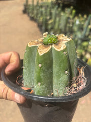 💎👑💎 Havran — Pup Graft on Rooted Shine01
