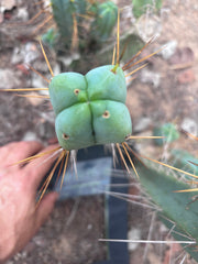 💎👑🌶️  La Paz  — 10” Fourwang Pup