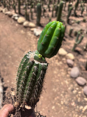 👑🌶️🌶️ KR04 — Whole Rooted Graft