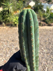 💎👑🌶️ Pierre — 13” Tip