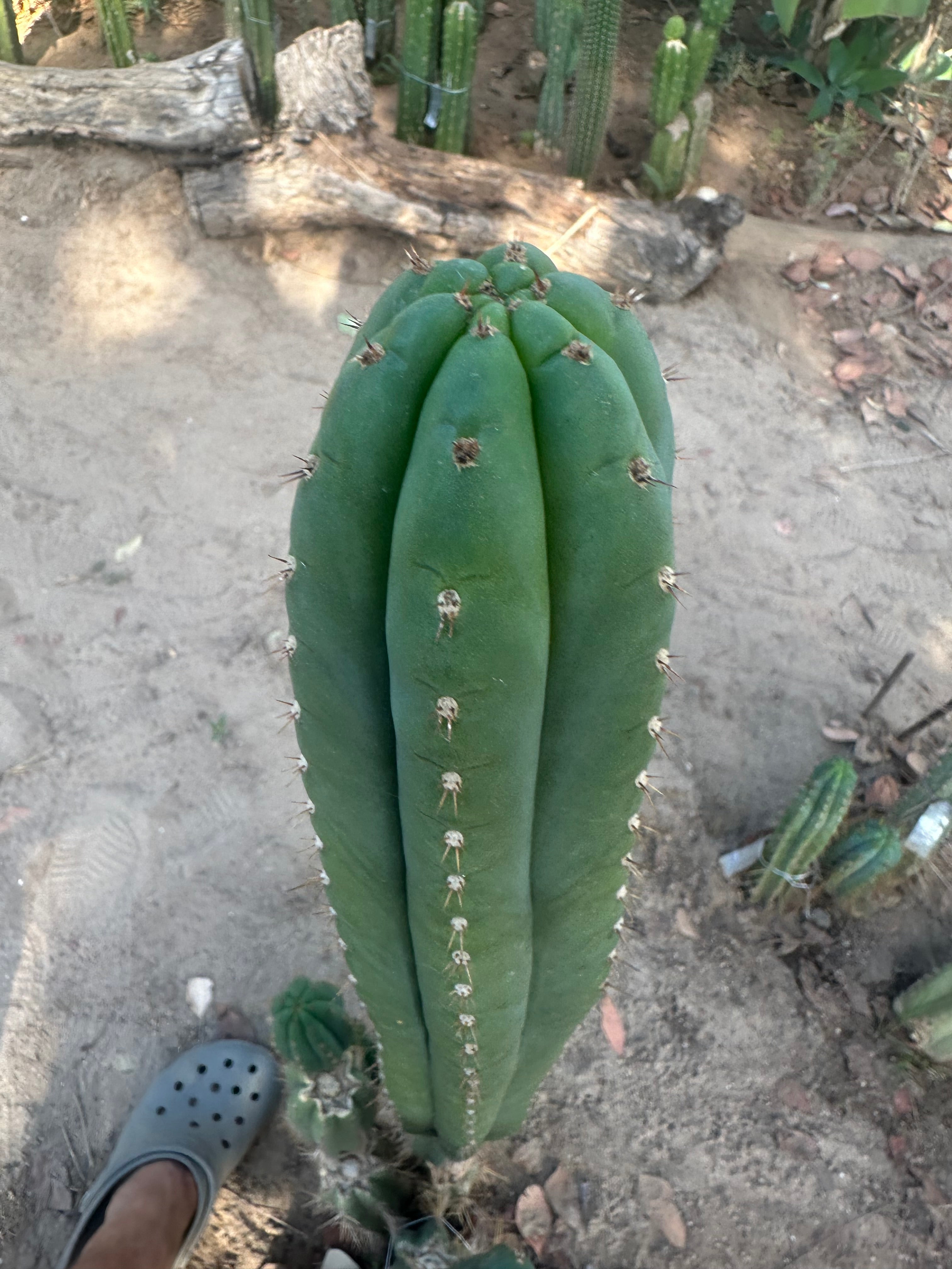 👑🌶️ KK339 — 10” Tips (3)