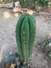 👑🌶️ KK339 — 10” Tips (3)