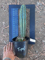 💎👑💎(🌶️ ) Tipz — Fully Rooted 16”