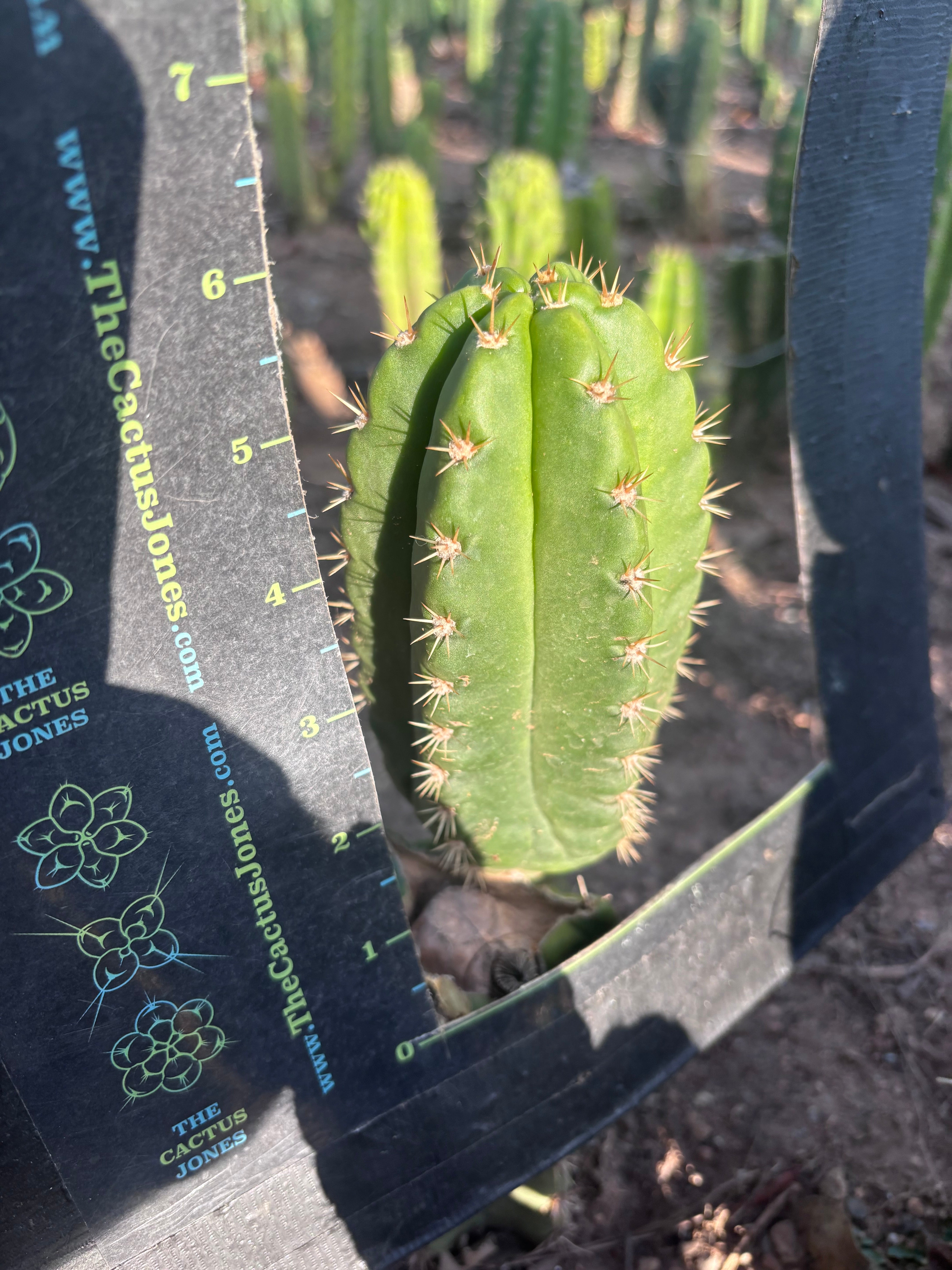 💎👑💎🌶️ CareBear — 6” Pup