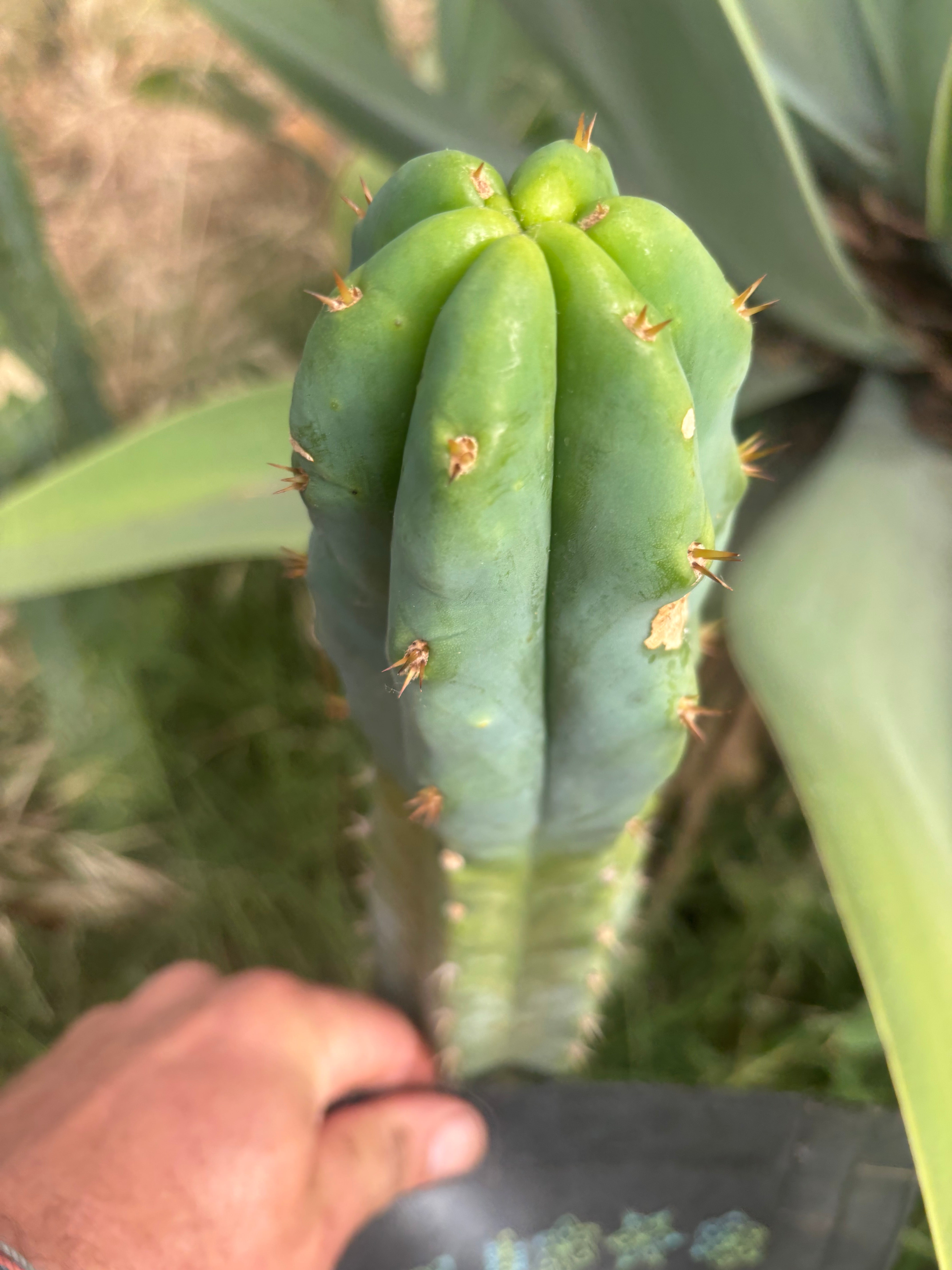 🌶️🌶️ NoidTwo — 10” Tip