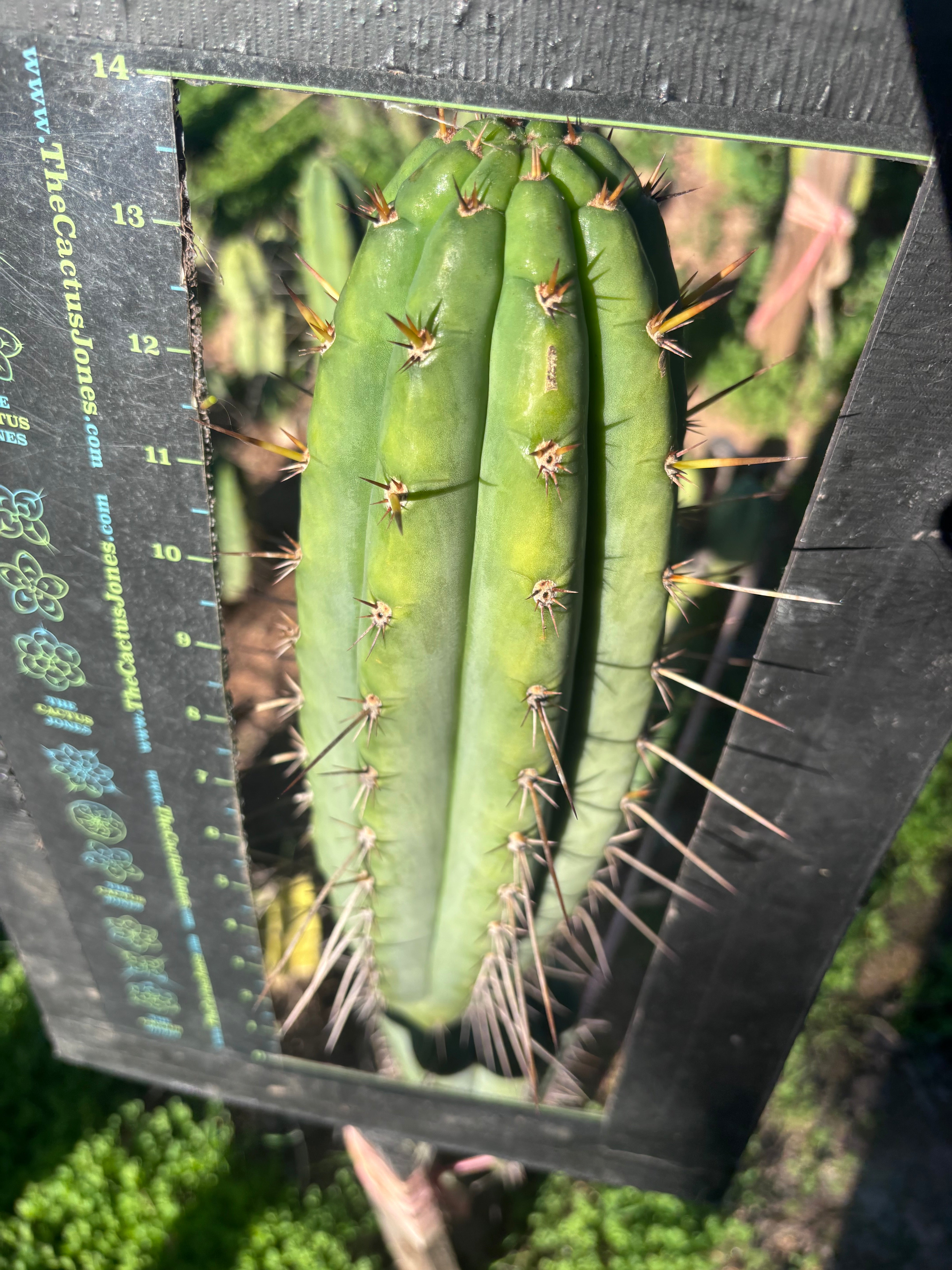 👑🌶️🌶️  Lumberjack — XL 14” Pup