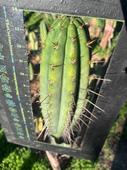 👑🌶️🌶️  Lumberjack — XL 14” Pup