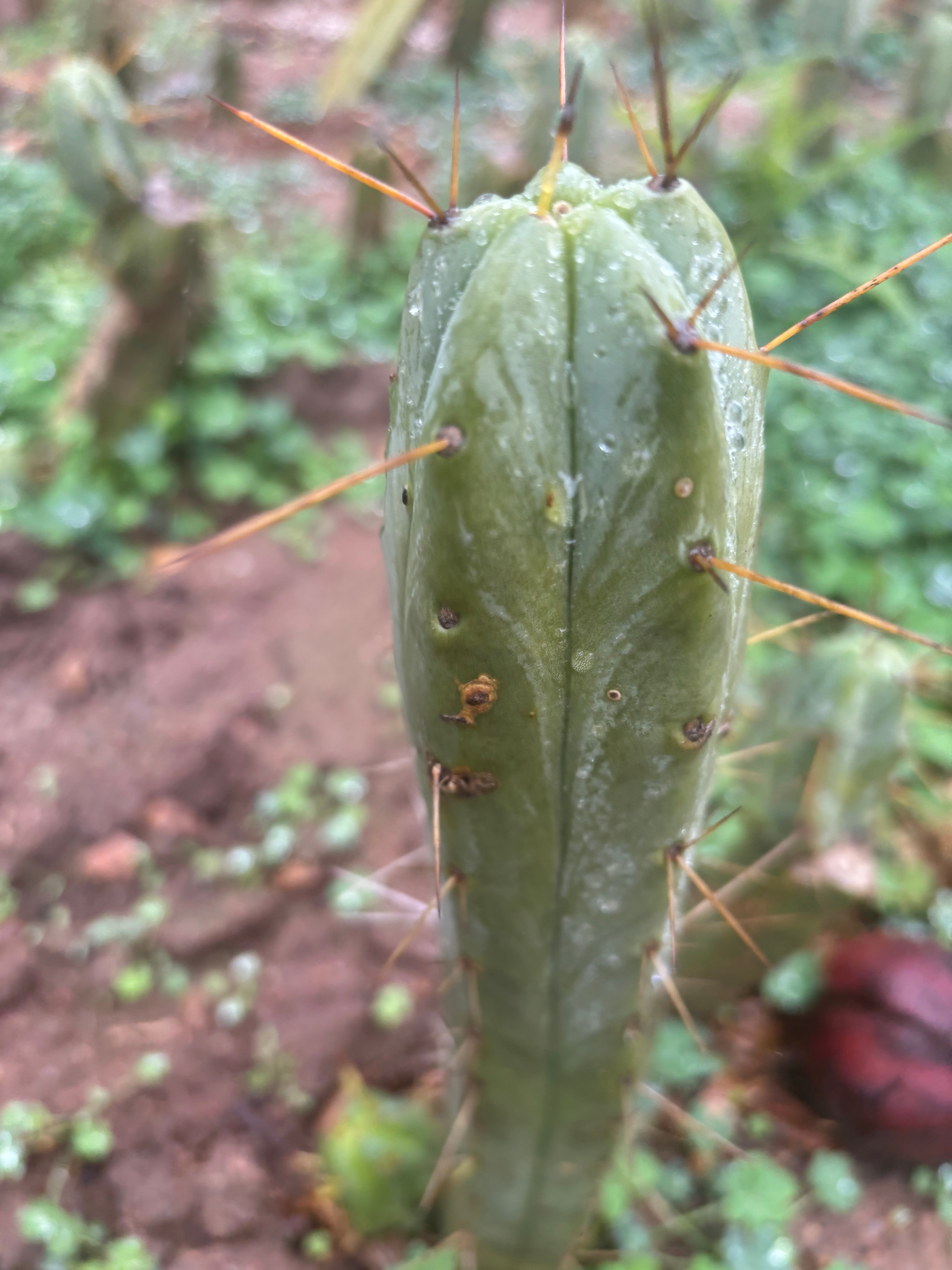 👑🌶️🌶️ Dulzura — 10” Tip