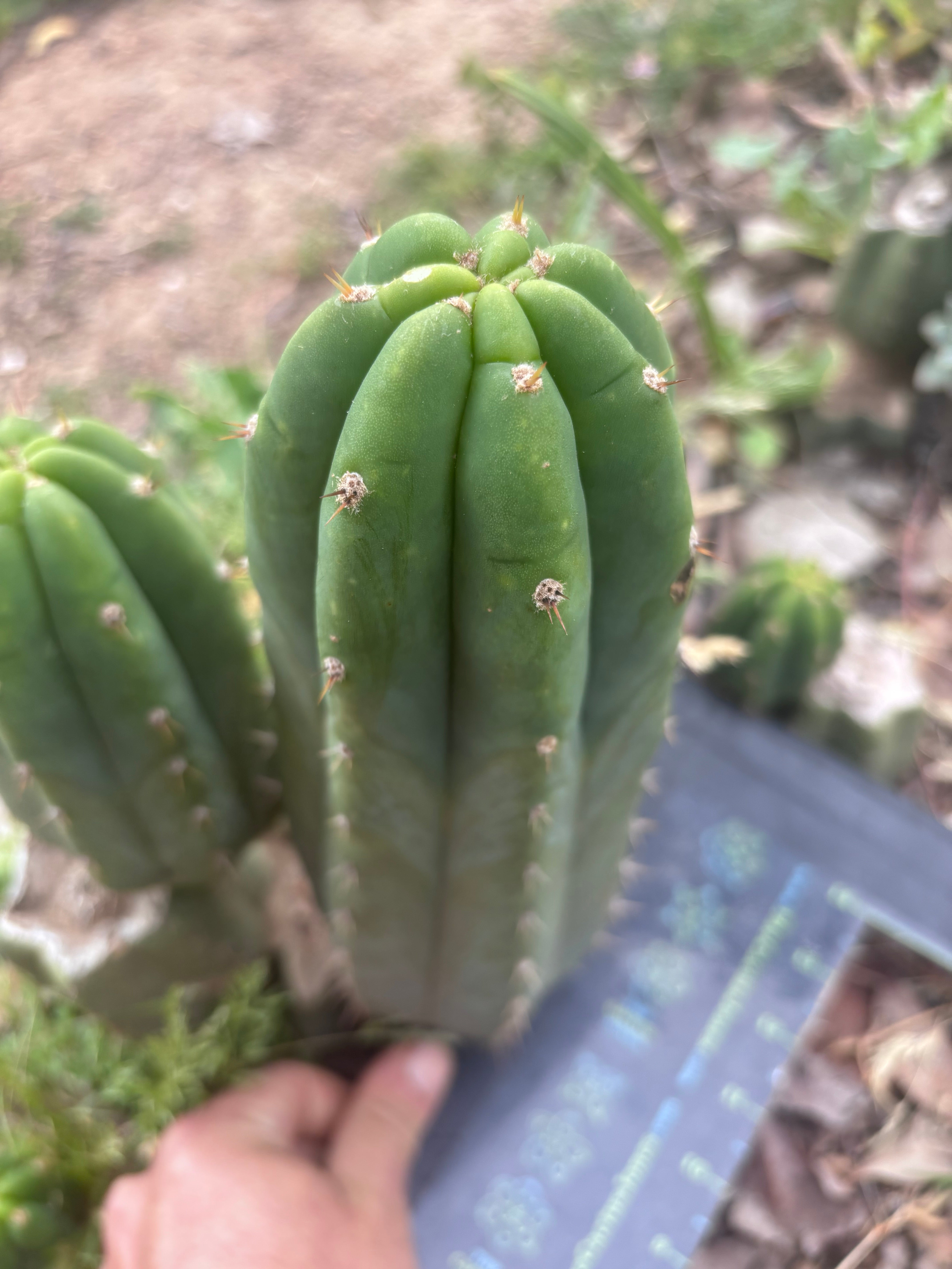 👑🌶️🌶️ Landfill — Beefy 11” Pup