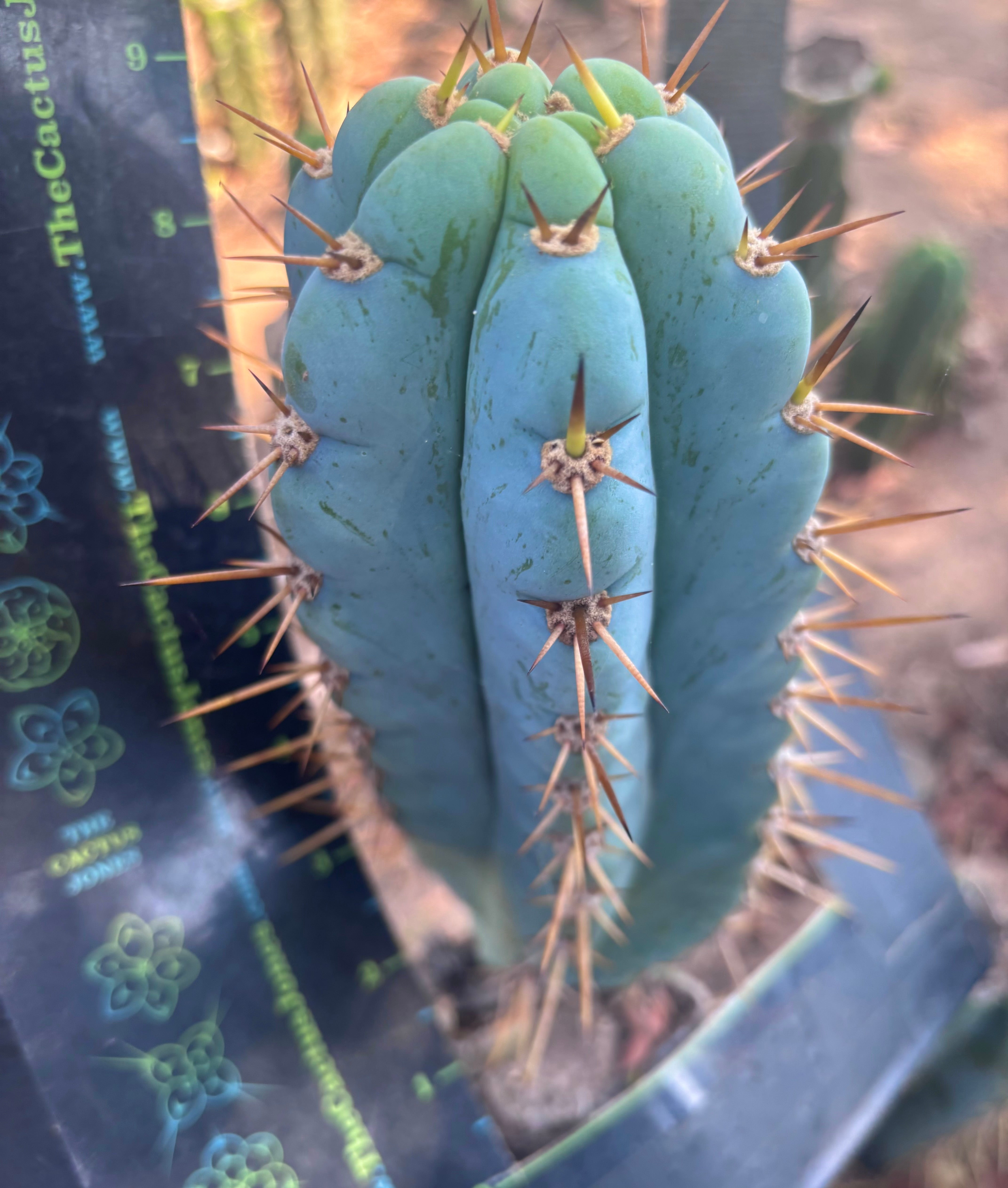 👑💎 Ridiculous — Glowing 9” Pup
