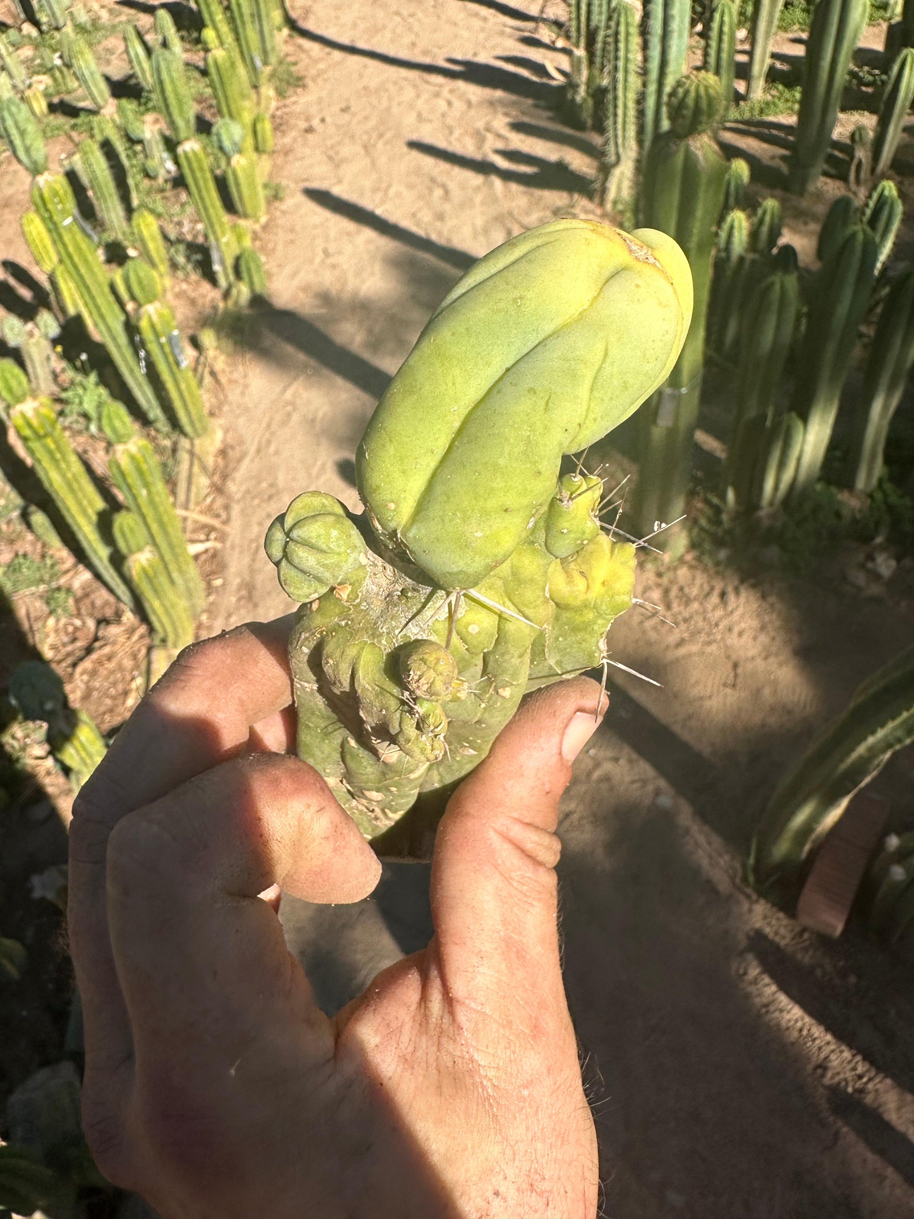 👑💎🌶️🌶️ TBMC — Small 6” Cutting