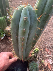 👑🌶️ Kimnach — Chonky 12” Pup