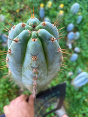 💎👑💎 Papa Smurf — XXL 14” Tip