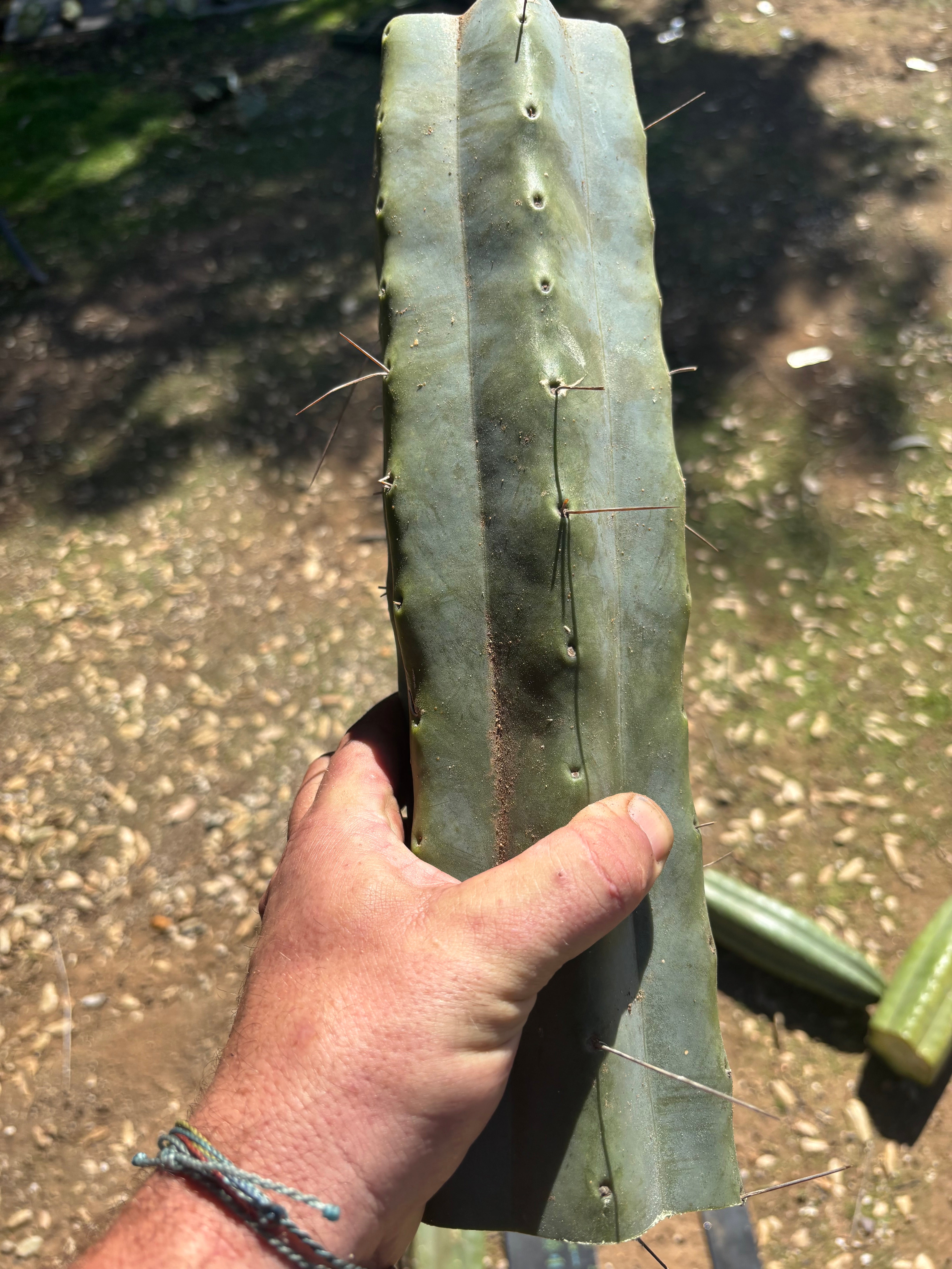 👑🌶️ Chucky — Massive 14” Mids