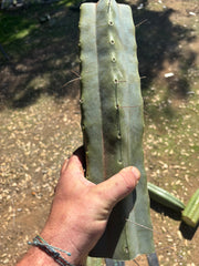 👑🌶️ Chucky — Massive 14” Mids