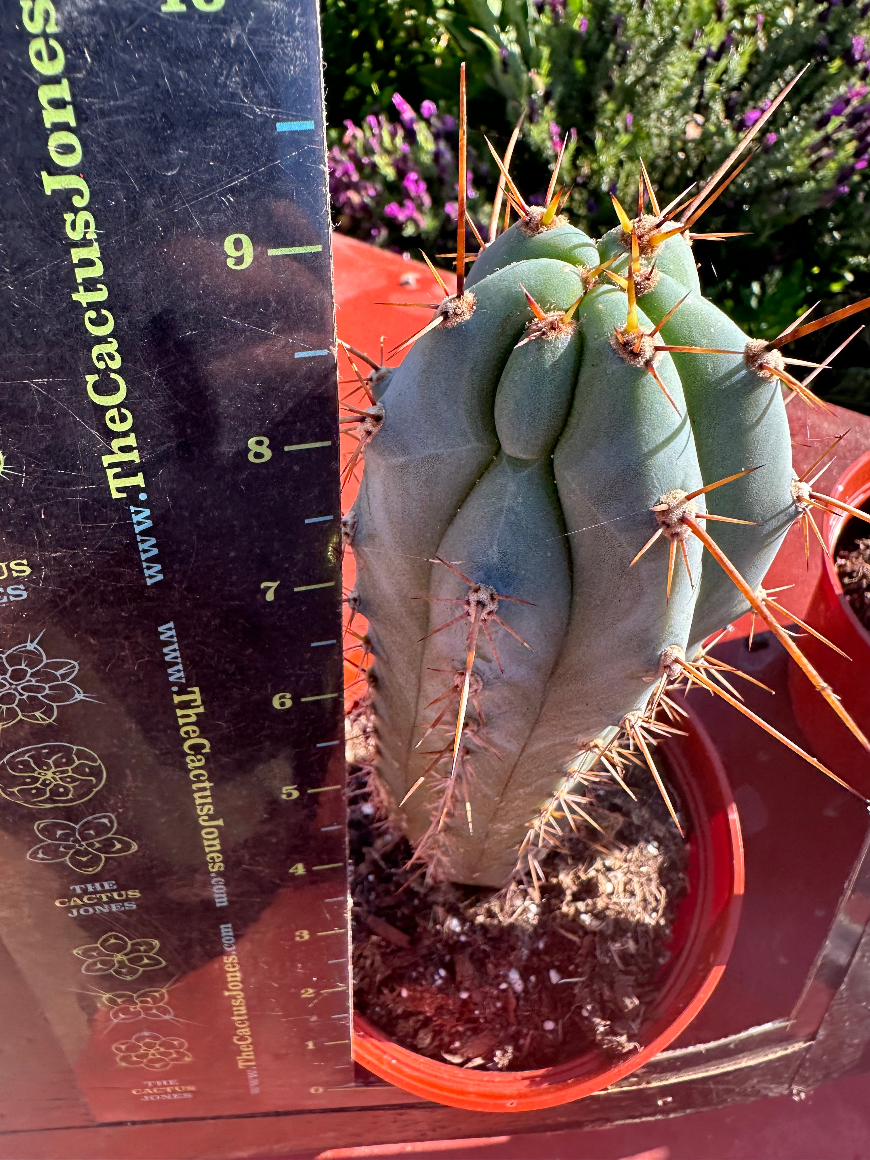 👑💙 Icaros Peruvianus  — Rooted 8” (2)