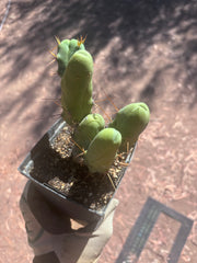 👑🌶️🌶️  TBM Clone B — Fully Rooted