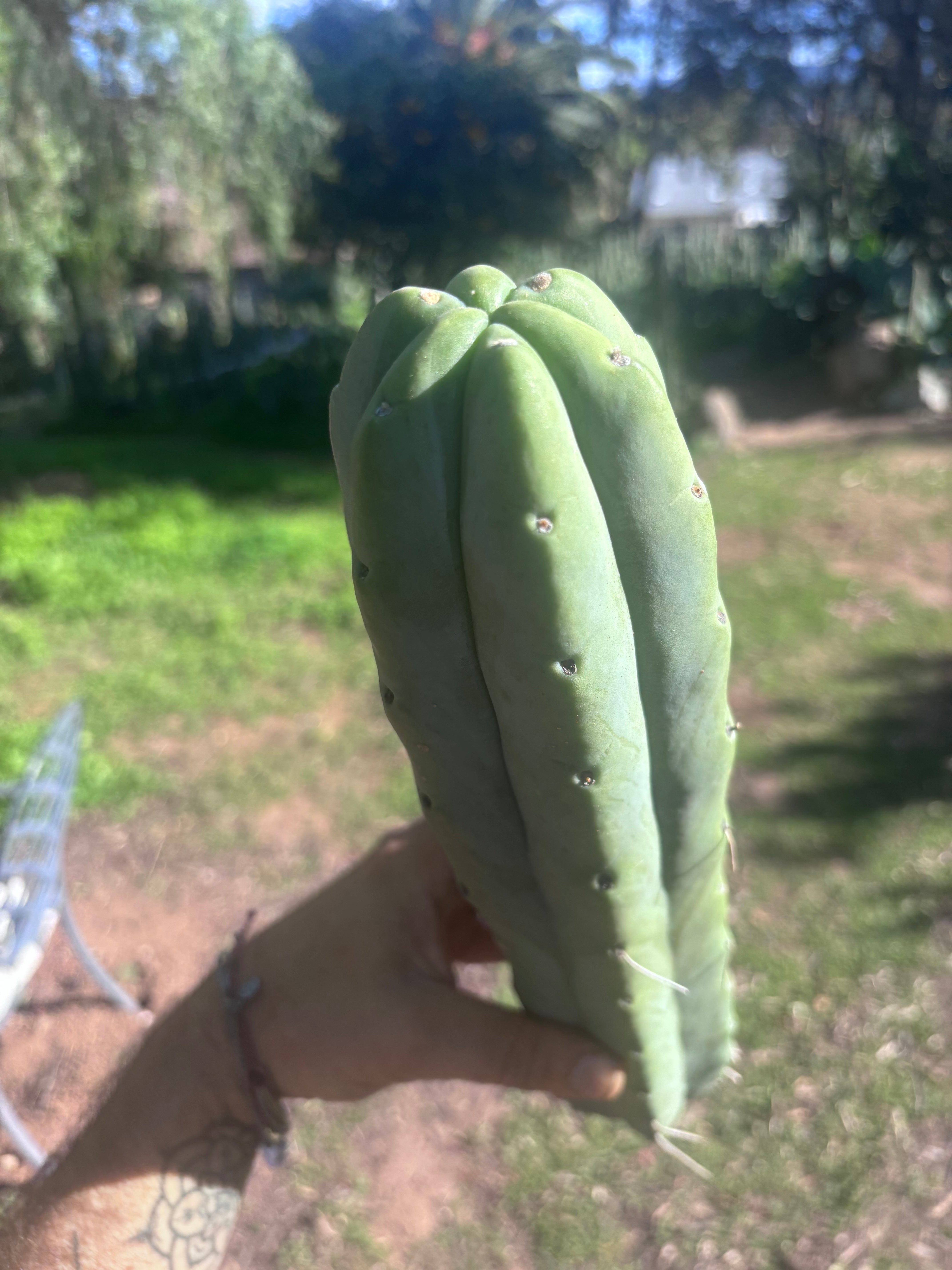 👑🌶️🌶️  Jiimz Twin Spine — XL 14” Tips