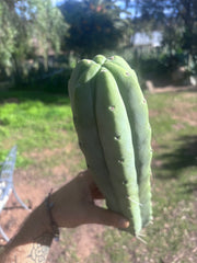 👑🌶️🌶️  Jiimz Twin Spine — XL 14” Tips