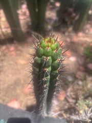 👑 SS04 — 13” Pup