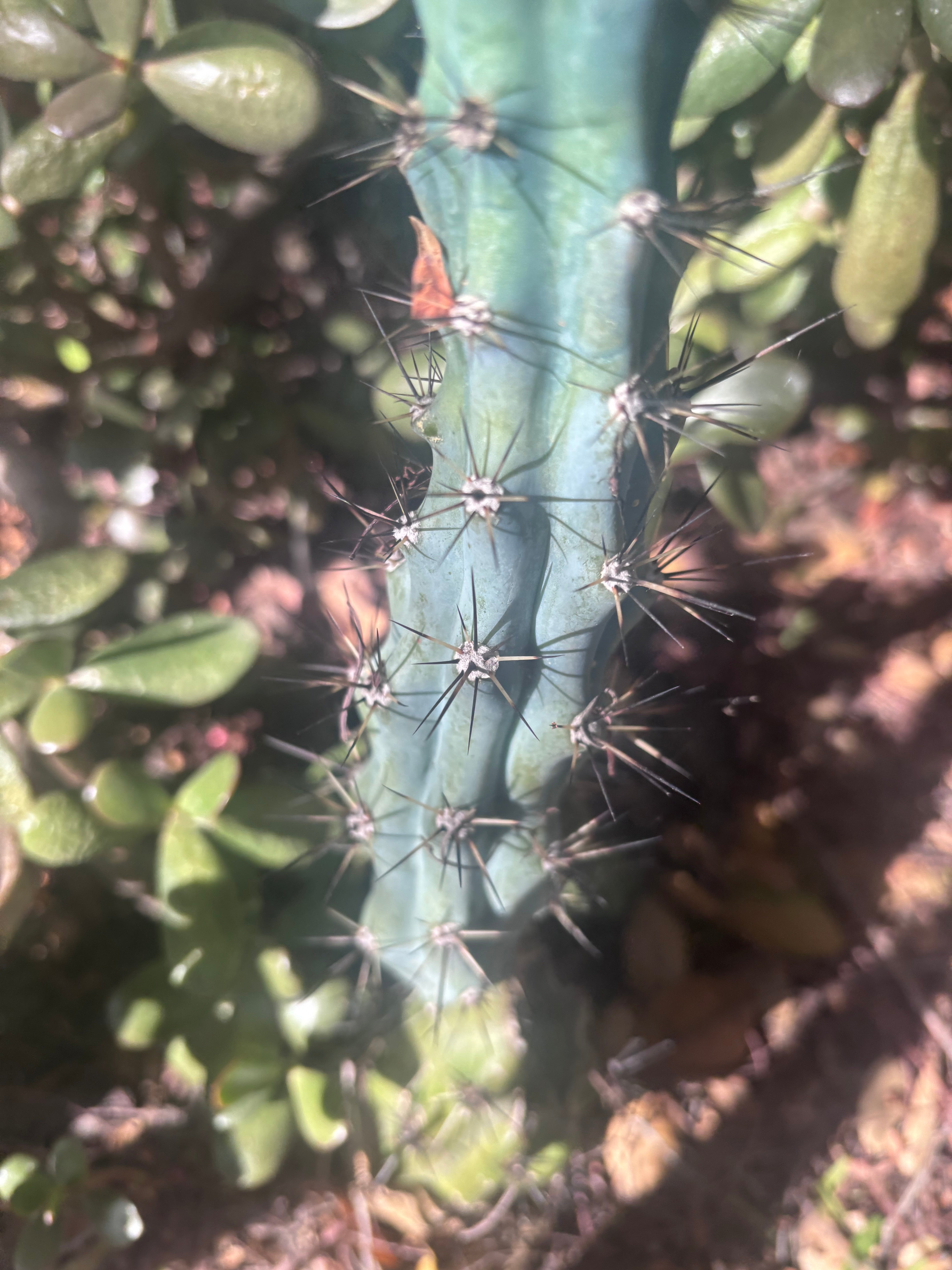 Custom Listing for James R