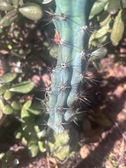 Custom Listing for James R