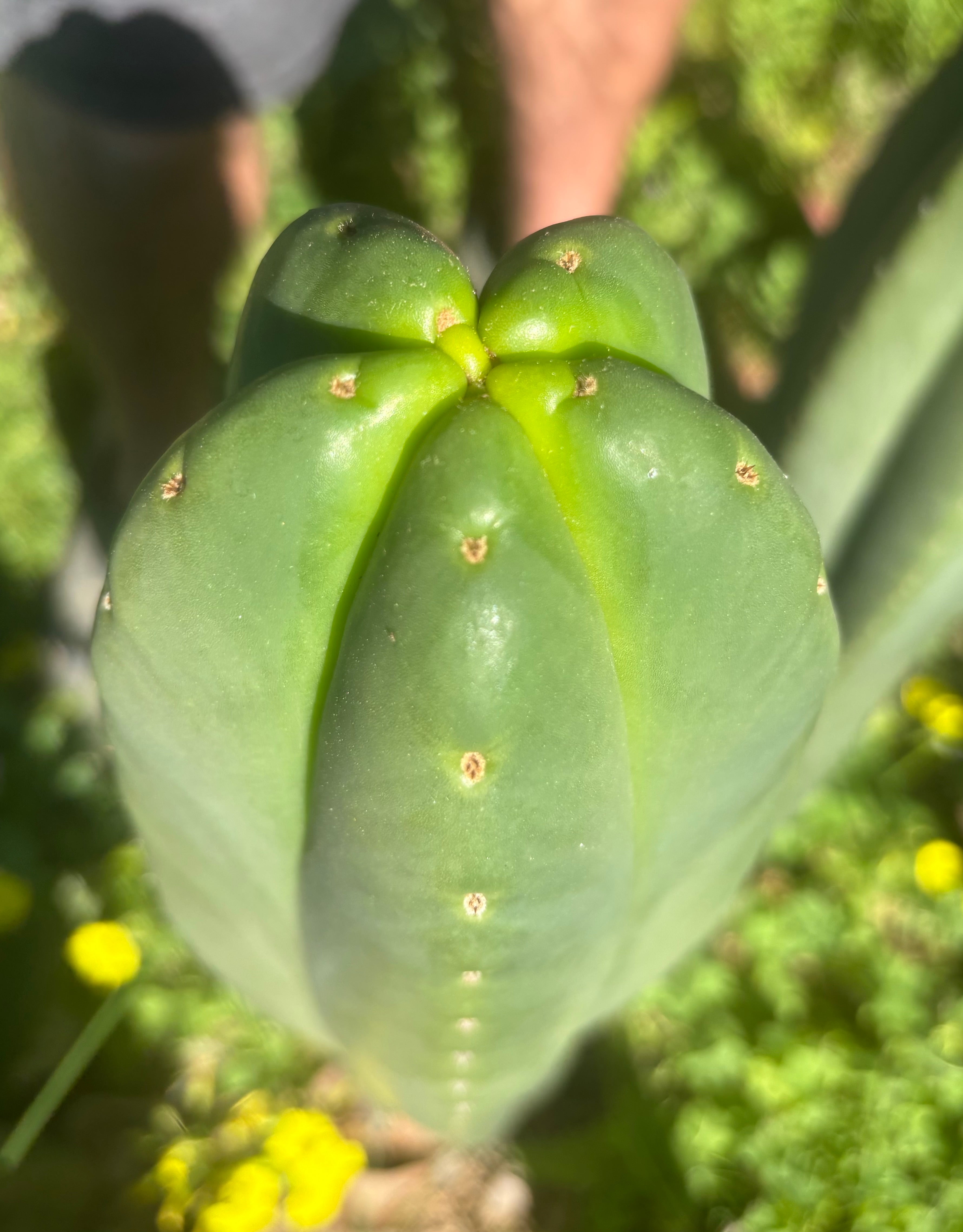 👑🌶️ Scop A — FAT 10” Tips