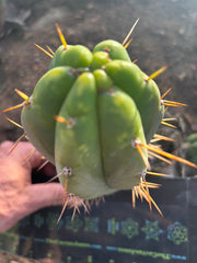 🌶️🌶️⚠️ E.R. — 7” Chonk Grenade