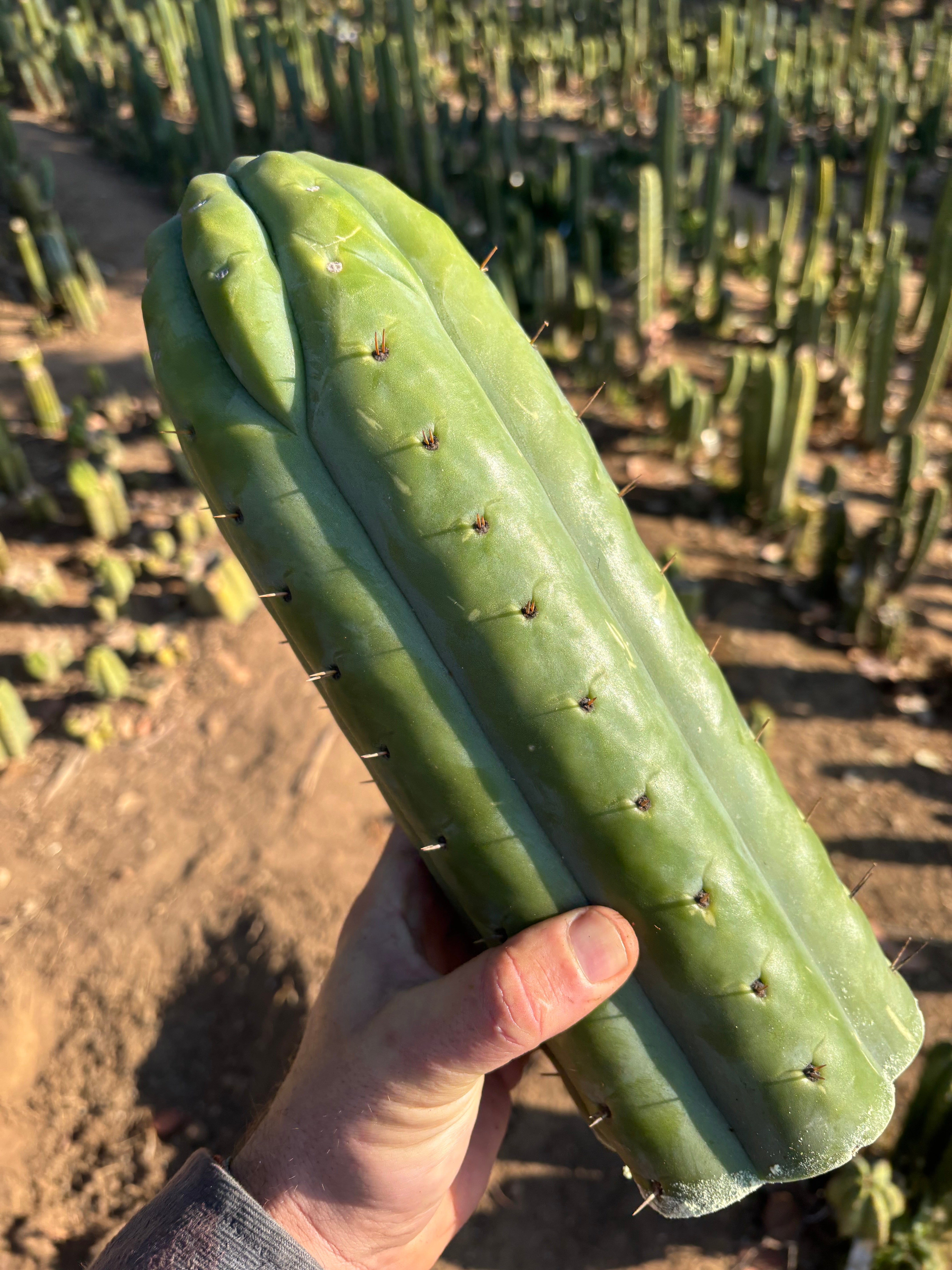 👑💎🌶️  Ashdod — Full Maturity 12” Tip (Last One Ever)