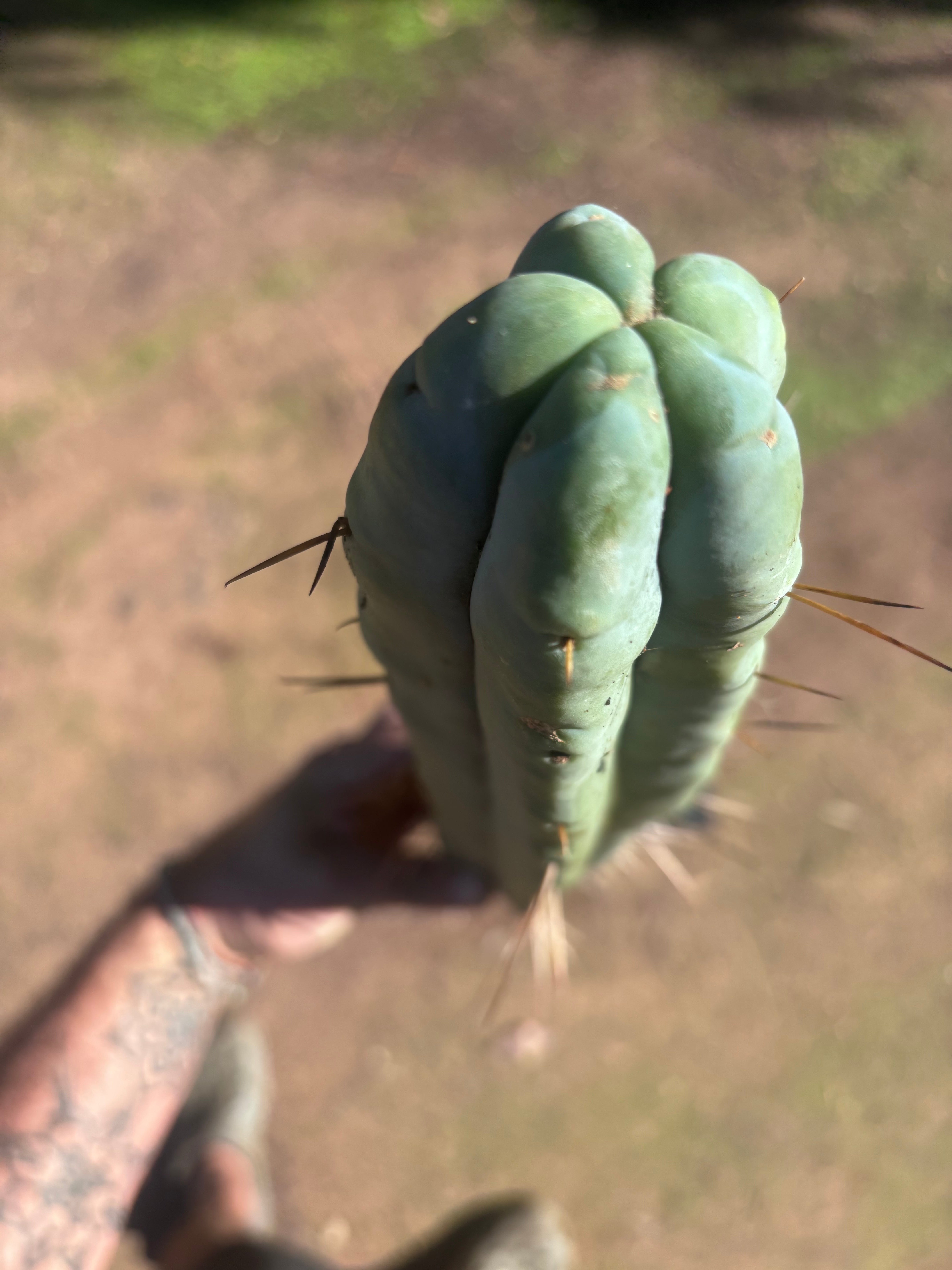 👑🌶️ Hammer2 — XXL 20” Tip