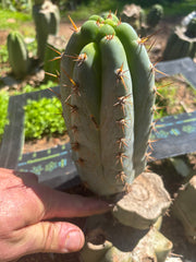 💎👑  Bart! — Chubby 8” Pup